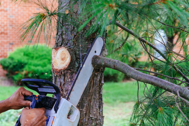 Best Tree Trimming and Pruning  in Clermont, IN